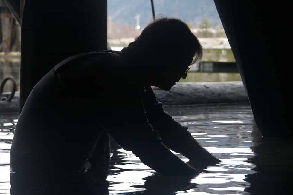 From Revelstoke to The Green Channel: How a Scientist Became the Voice of Living Things